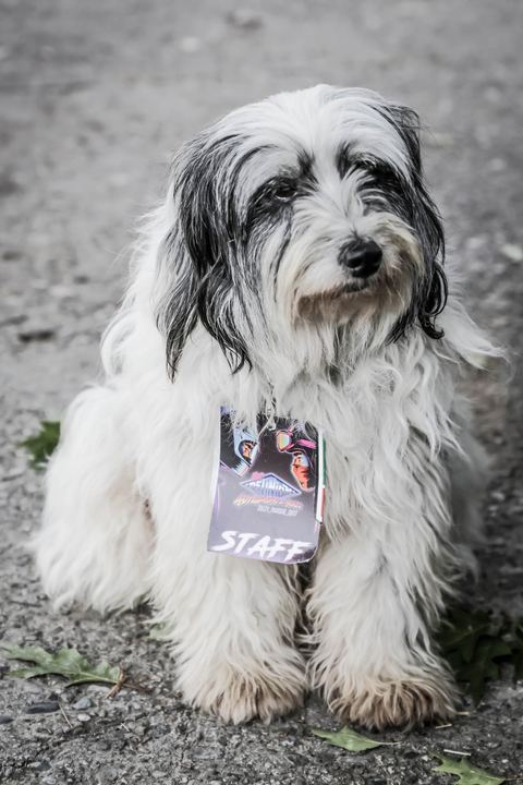 Il cane col pass STAFF